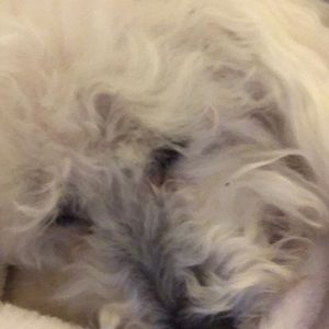 Meet your Posher, Laurie